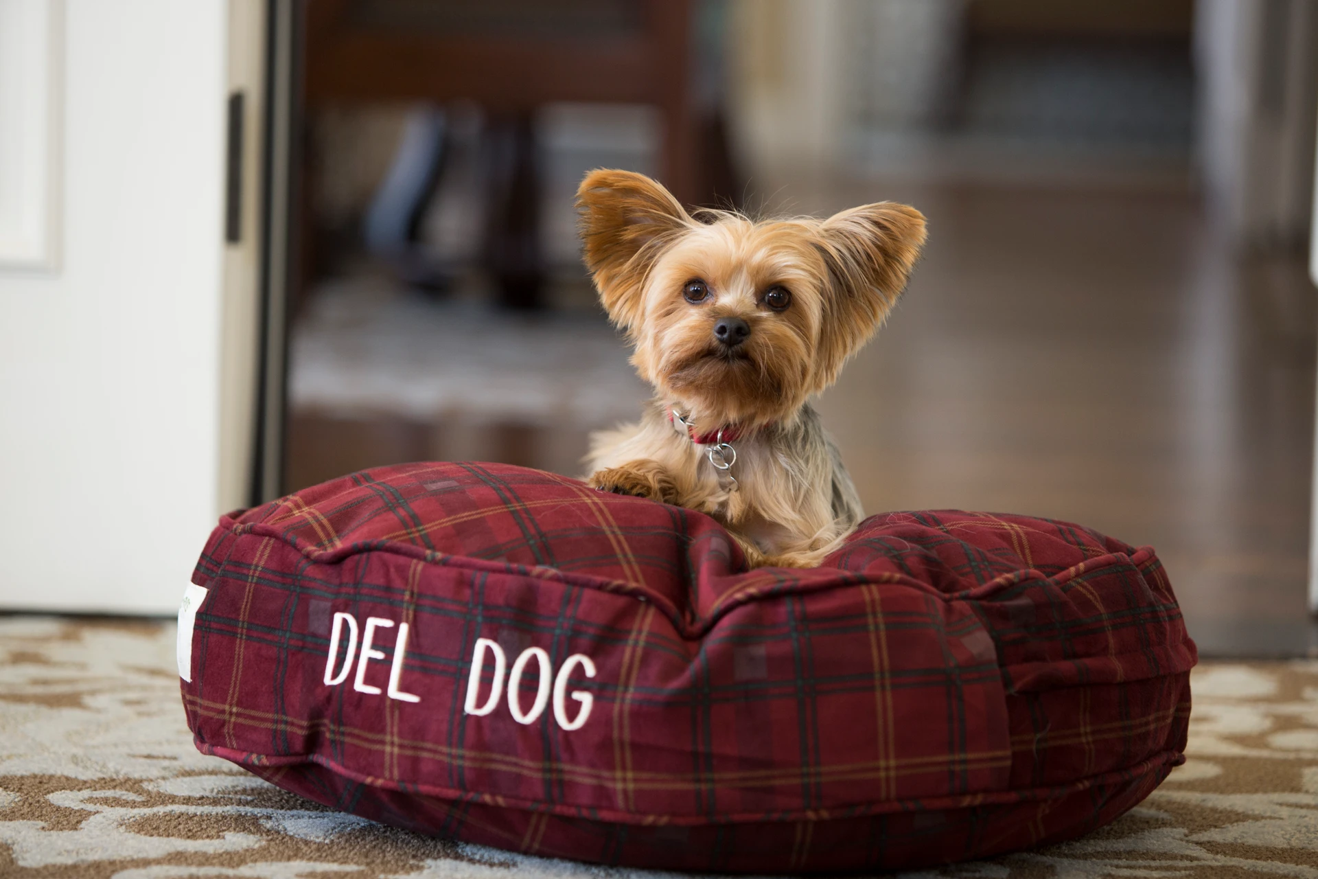 A yorkie dog sits on a maroon pillow bed that says 
