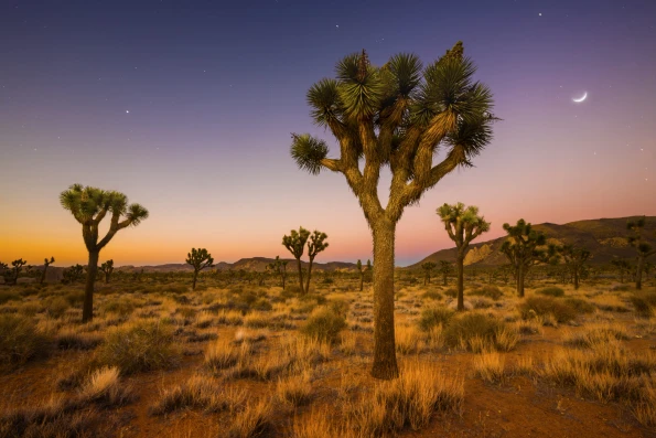 Joshua trees in a field at dusk at Joshua Tree National Park.