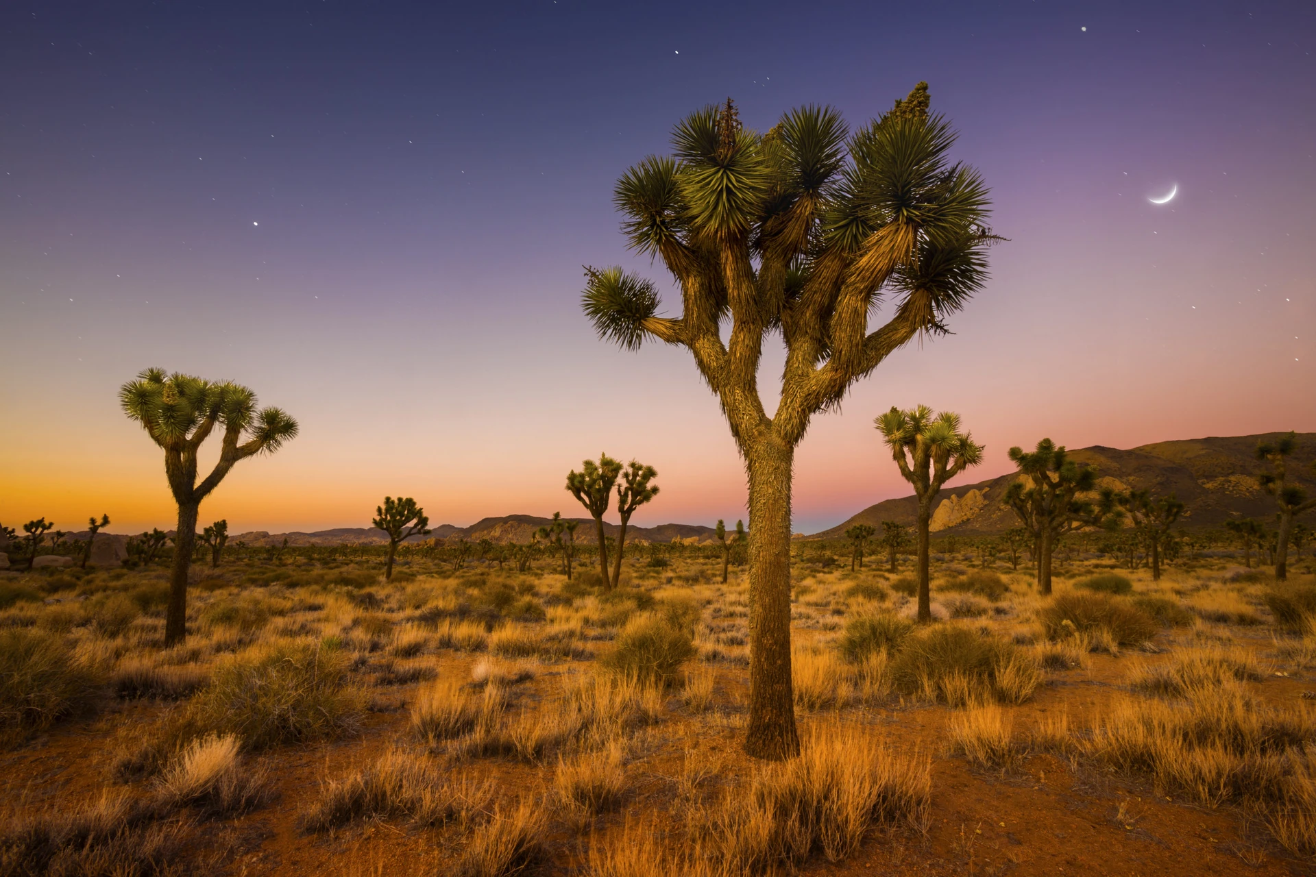 Joshua trees in a field at dusk at Joshua Tree National Park.