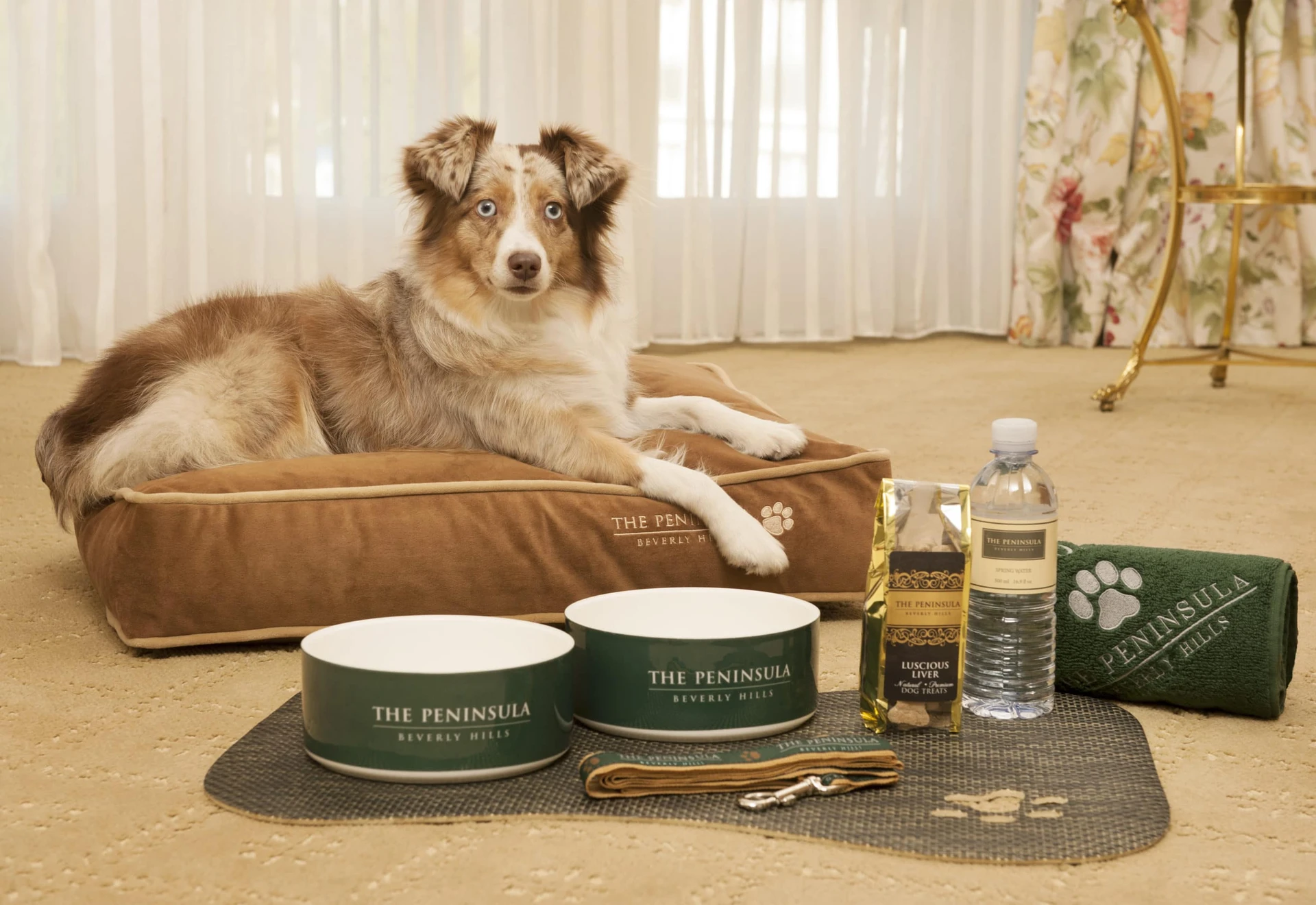 An Australian shepherd rests on a brown Peninsula branded bed with matching green dog bowls and treats nearby.