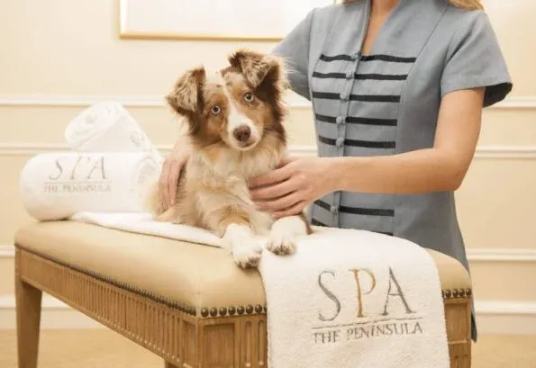 An Australian Shepherd on a dog-sized massage table being massaged by a therapist.