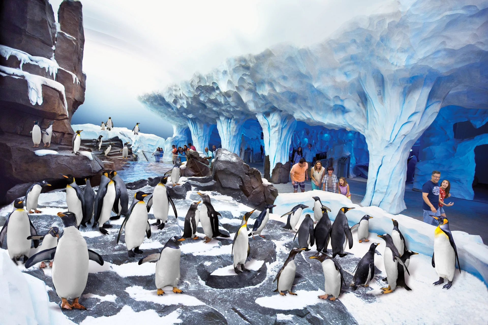 Penguins in an icy exhibit visited hopefully with discount SeaWorld Orlando tickets.