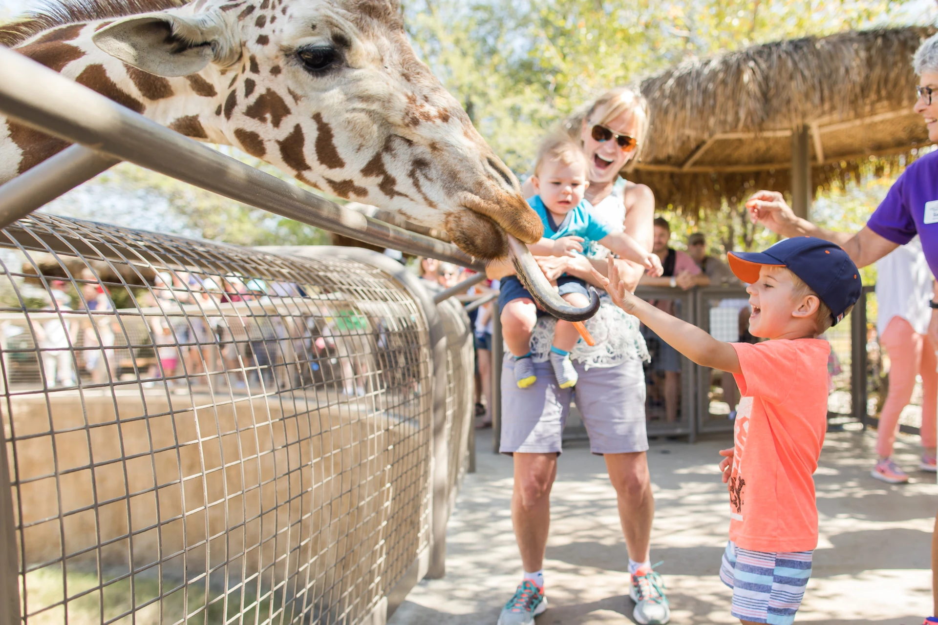 A boy feeds a giraffe at the Living Desert Zoo and Gardens.