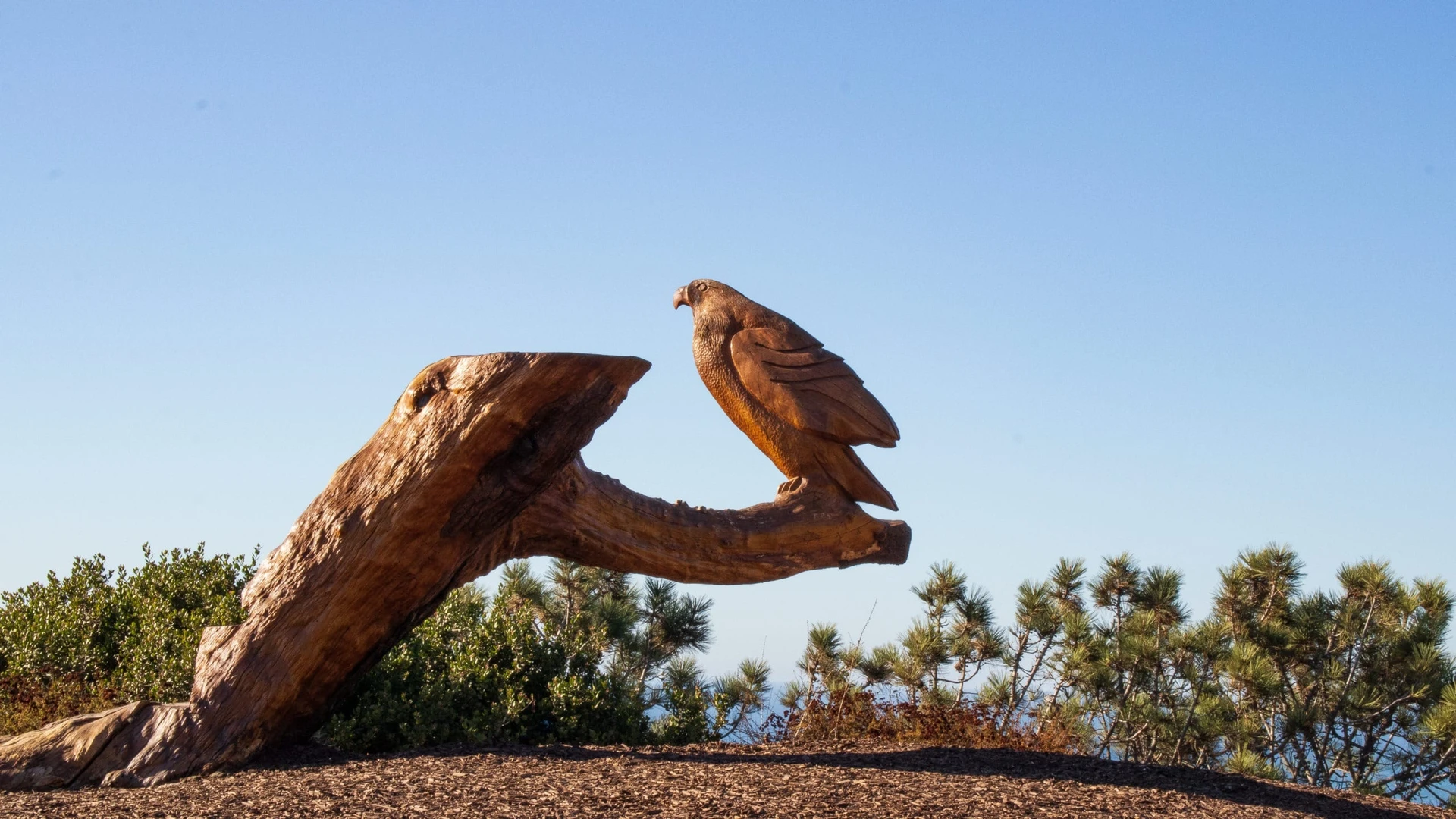 A side view of the red-tailed hawk