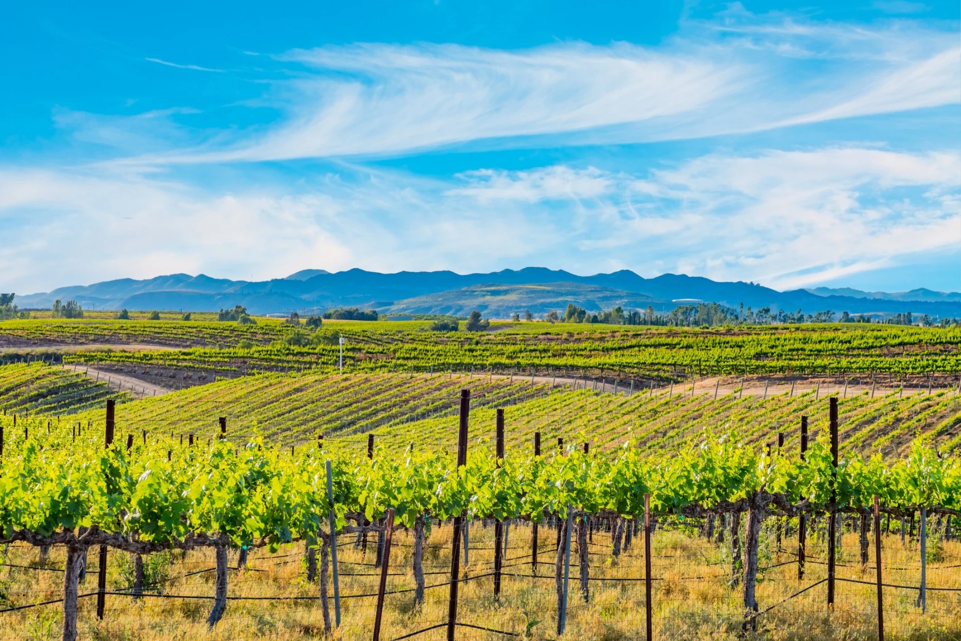 A vineyard that you can explore from Temecula hotels.