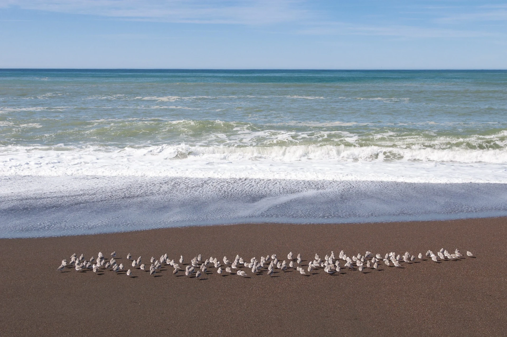 A flock of tiny Western Snowy Plovers huddle as a group at the shoreline on Moonstone beach.