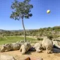 Rhinos that you can see with discount San Diego Zoo Safari Park Discount tickets.