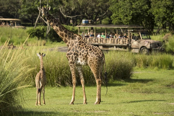 Onlookers in a safari truck admire a baby Masi giraffe and mother at Disney's Animal Kingdom.
