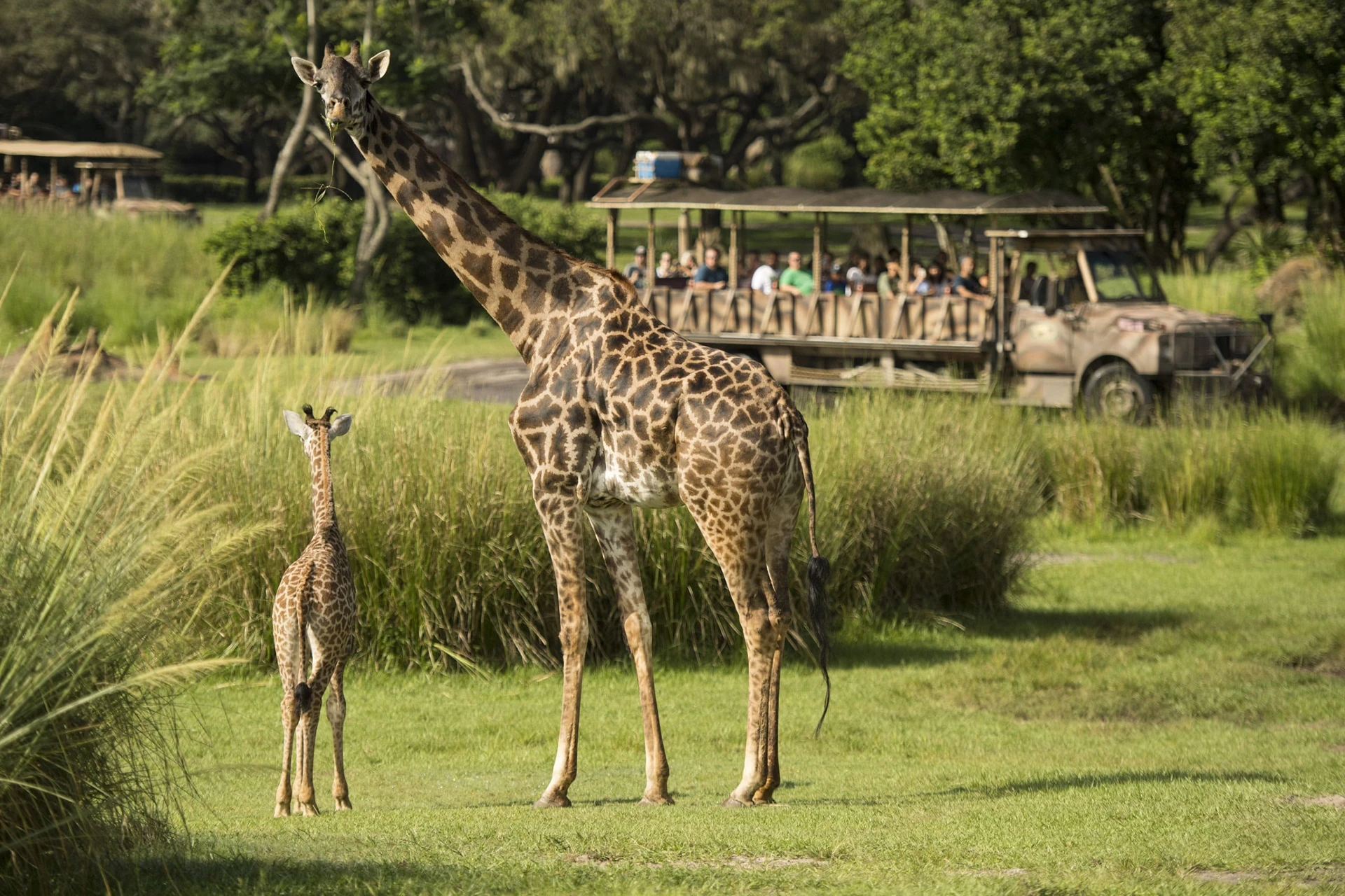 Mom and baby giraffe at Disney's Animal Kingdom