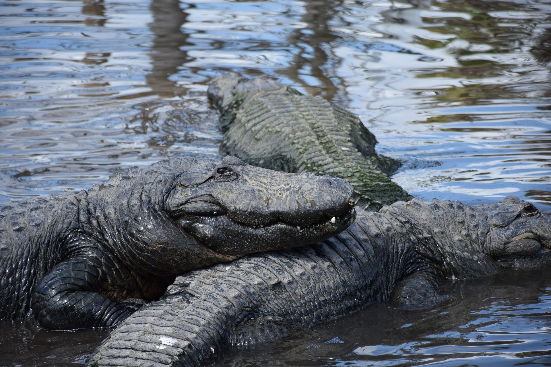 Gators huddle in the water together at Gatorland.