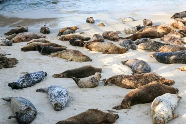 La Jolla seals on the sand at the Children's Pool during pupping season.