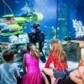 Kids look in an aquarium tank at SEA LIFE Aquarium.