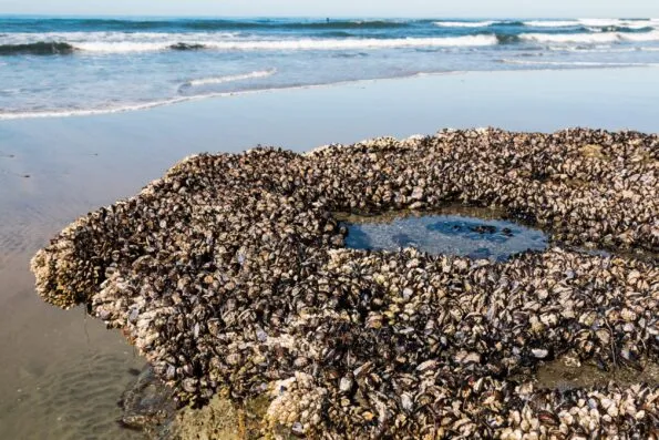 Lots of mollusks create their own tide pool at Swami's State Beach in Encinitas, California.