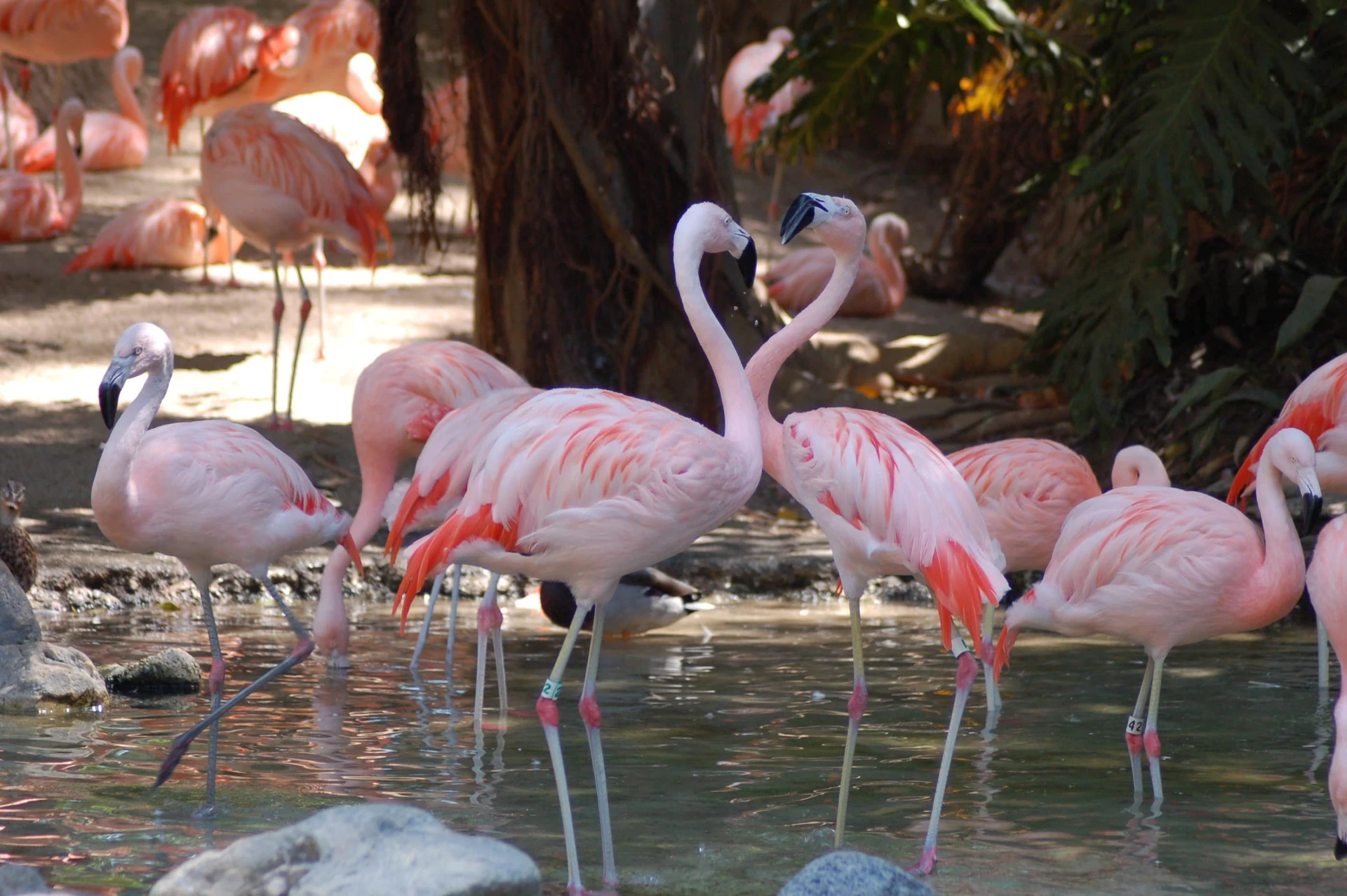 Flamingos at the Los Angeles Zoo