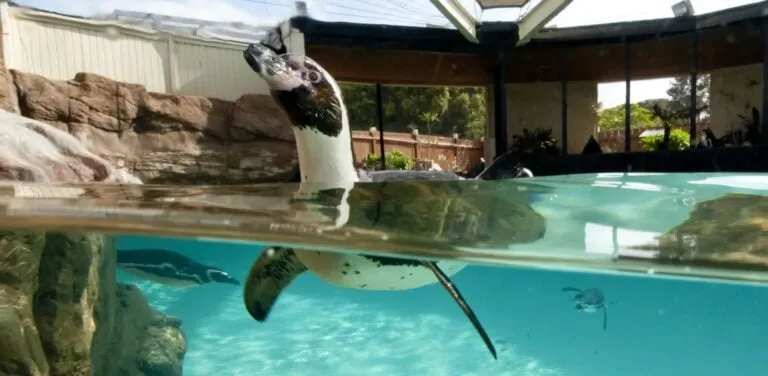A Humbodlt penguin swims in the water at SeaWorld San Diego.