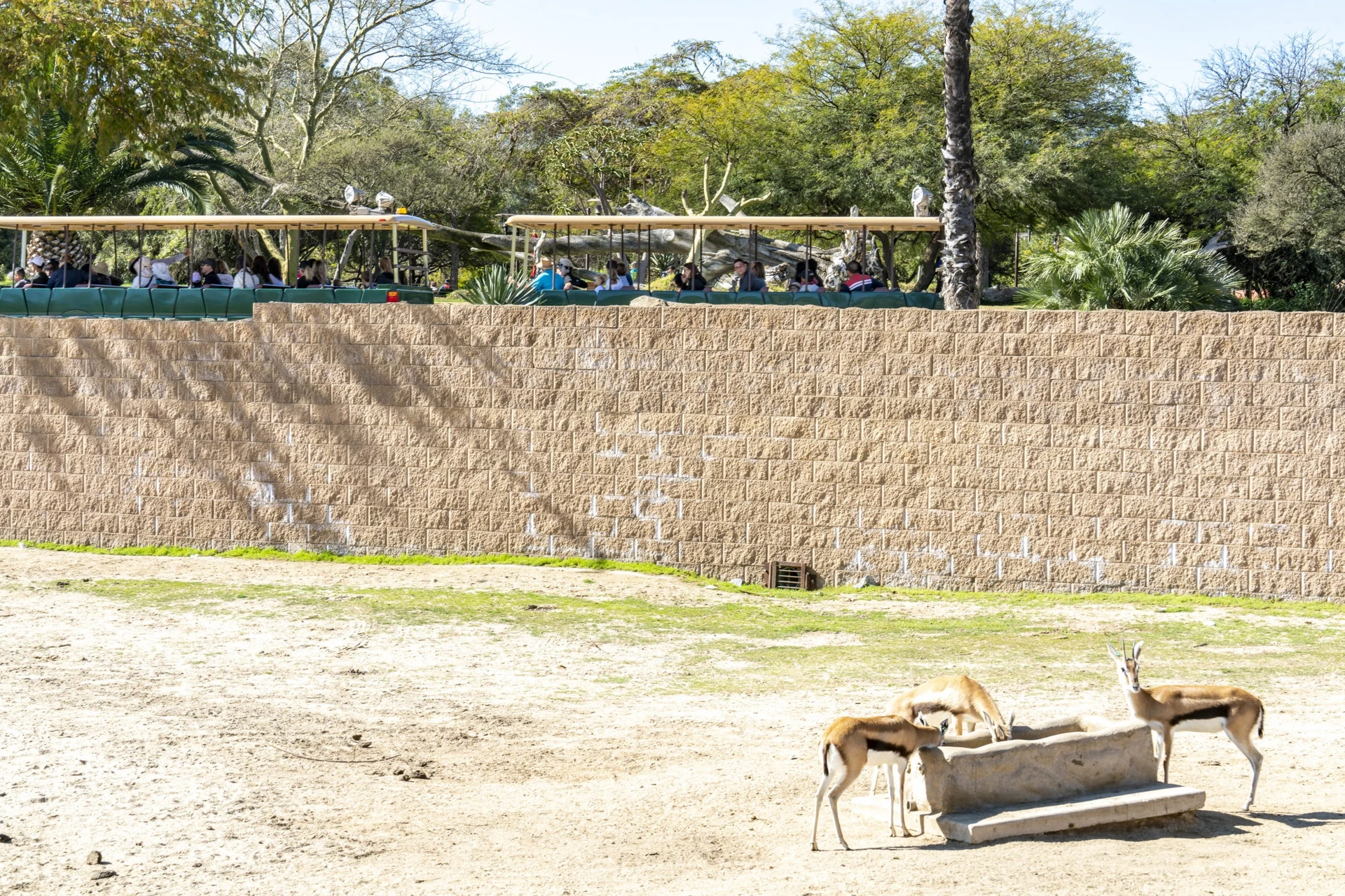 Africa tram drives by the African Plains enclosure at San Diego Zoo Safari Park.
