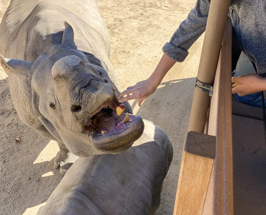 Feeding a rhino on Caravan Safari at San Diego Zoo Safari Park.