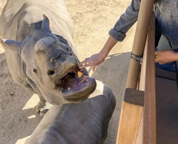 Feeding a rhino on Caravan Safari at San Diego Zoo Safari Park.