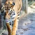 Tiger Trail is the conservation-minded Sumatran tiger exhibit at San Diego Zoo Safari Park. As a member, I share our favorite things to do and see.