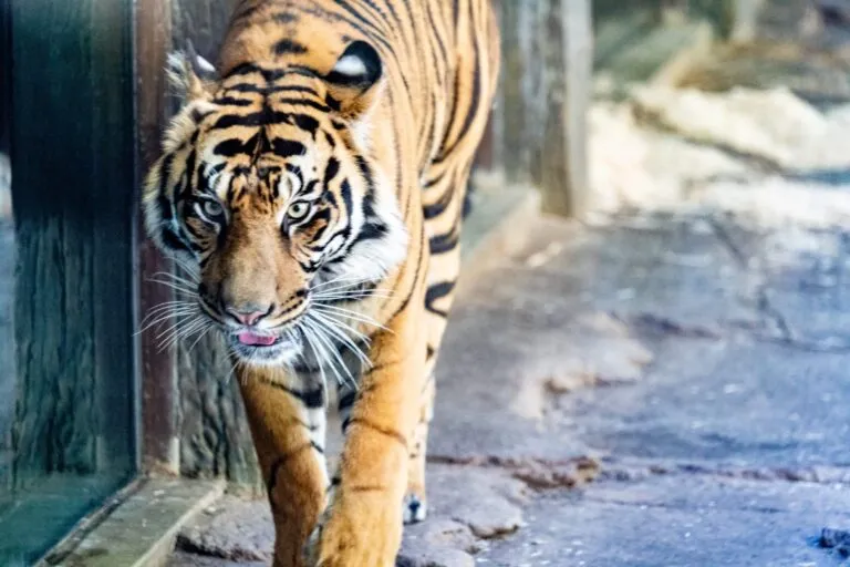 Tiger Trail is the conservation-minded Sumatran tiger exhibit at San Diego Zoo Safari Park. As a member, I share our favorite things to do and see.