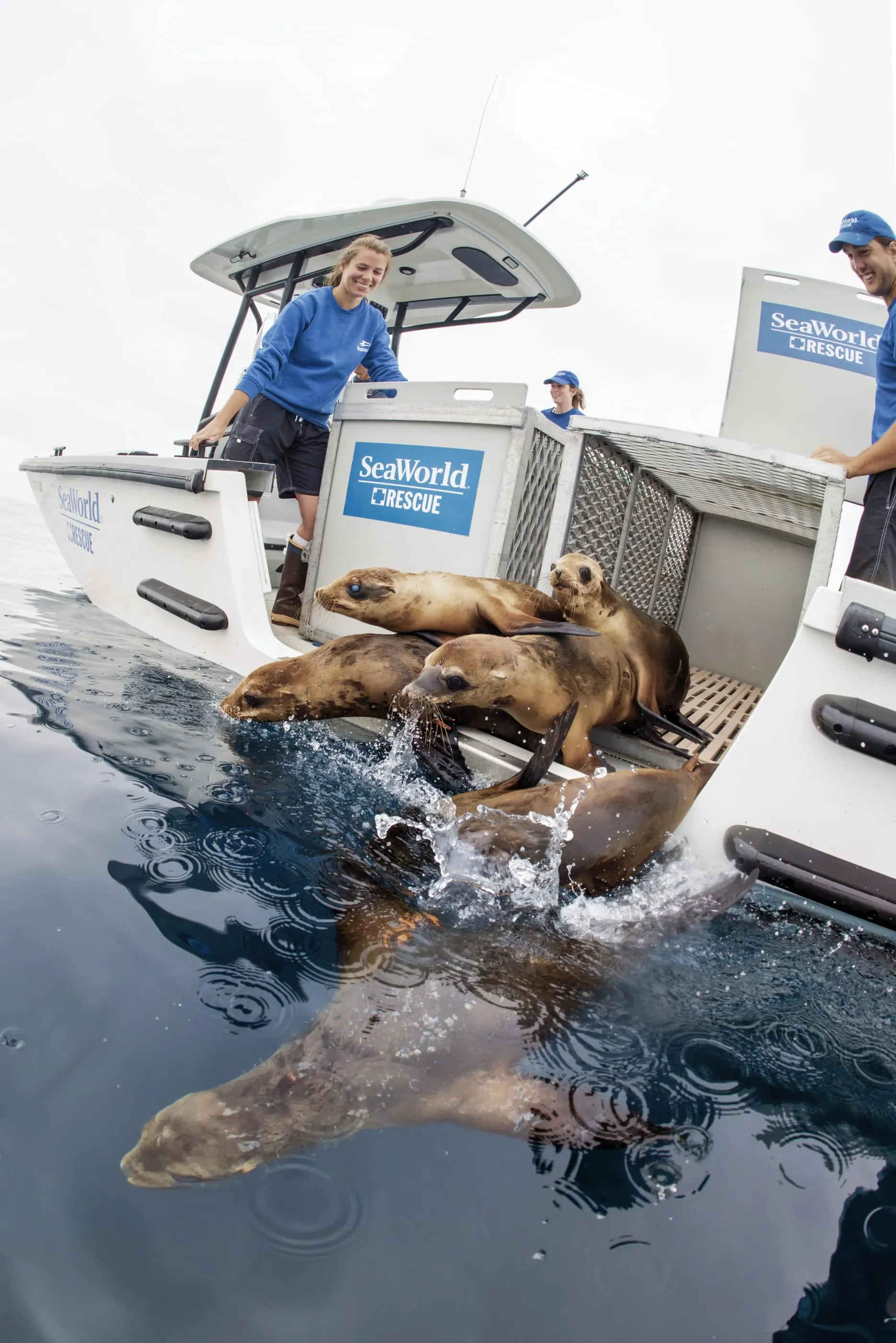 Rehabilitated sea lions are released back into the ocean from a SeaWorld San Diego rescue boat.
