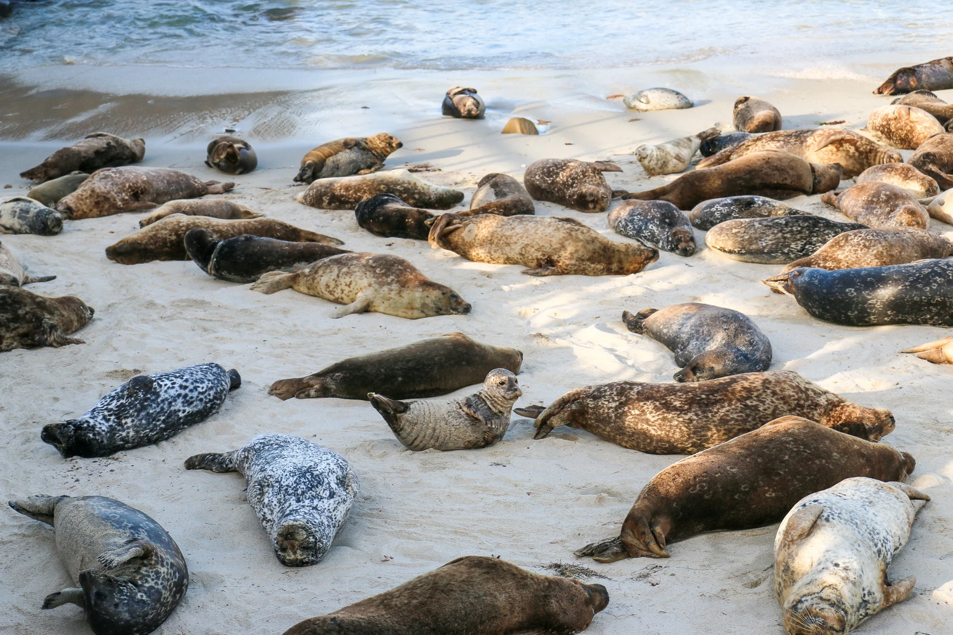 A baby seal perks its head up while others slumber on the sand around it.