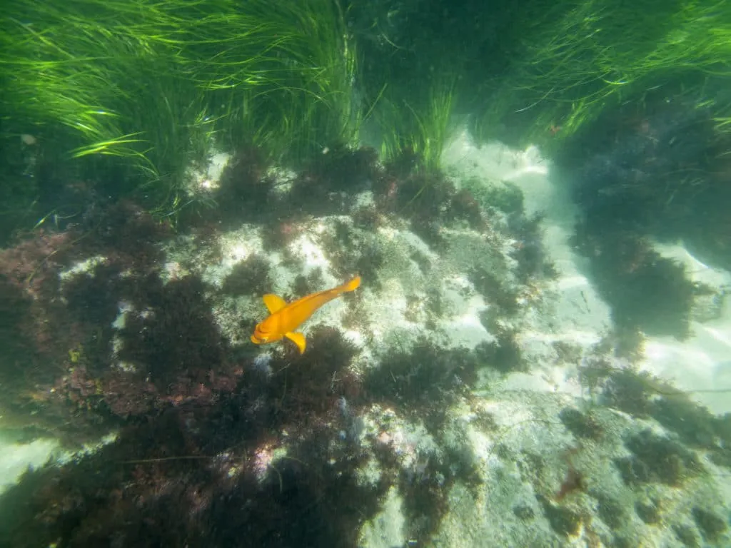 An orange Garibaldi swims in the San Dieg-La Jolla Underwater Park