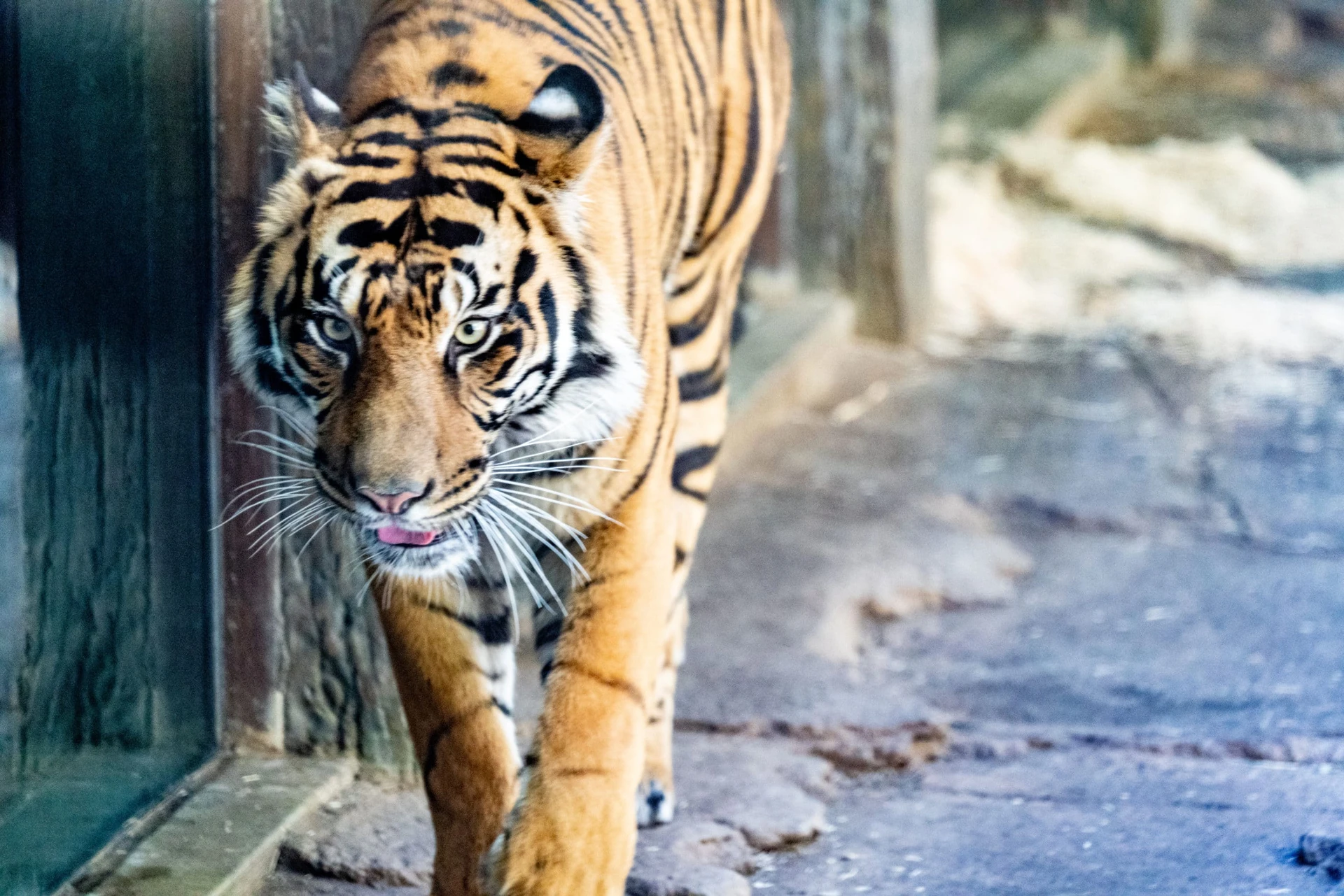 A tiger walks in the Tiger Trail exhibit at San Diego Zoo Safari Park.