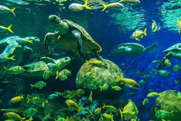 SeaWorld San Diego tips and tricks from a long-time guest for how to save money, maximize time, and visit sanely with kids for an easy day.