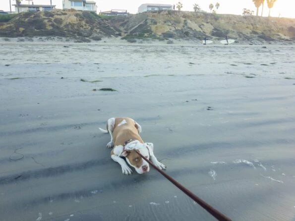 A dog at the beach in San Diego who is terrified of the ocean.