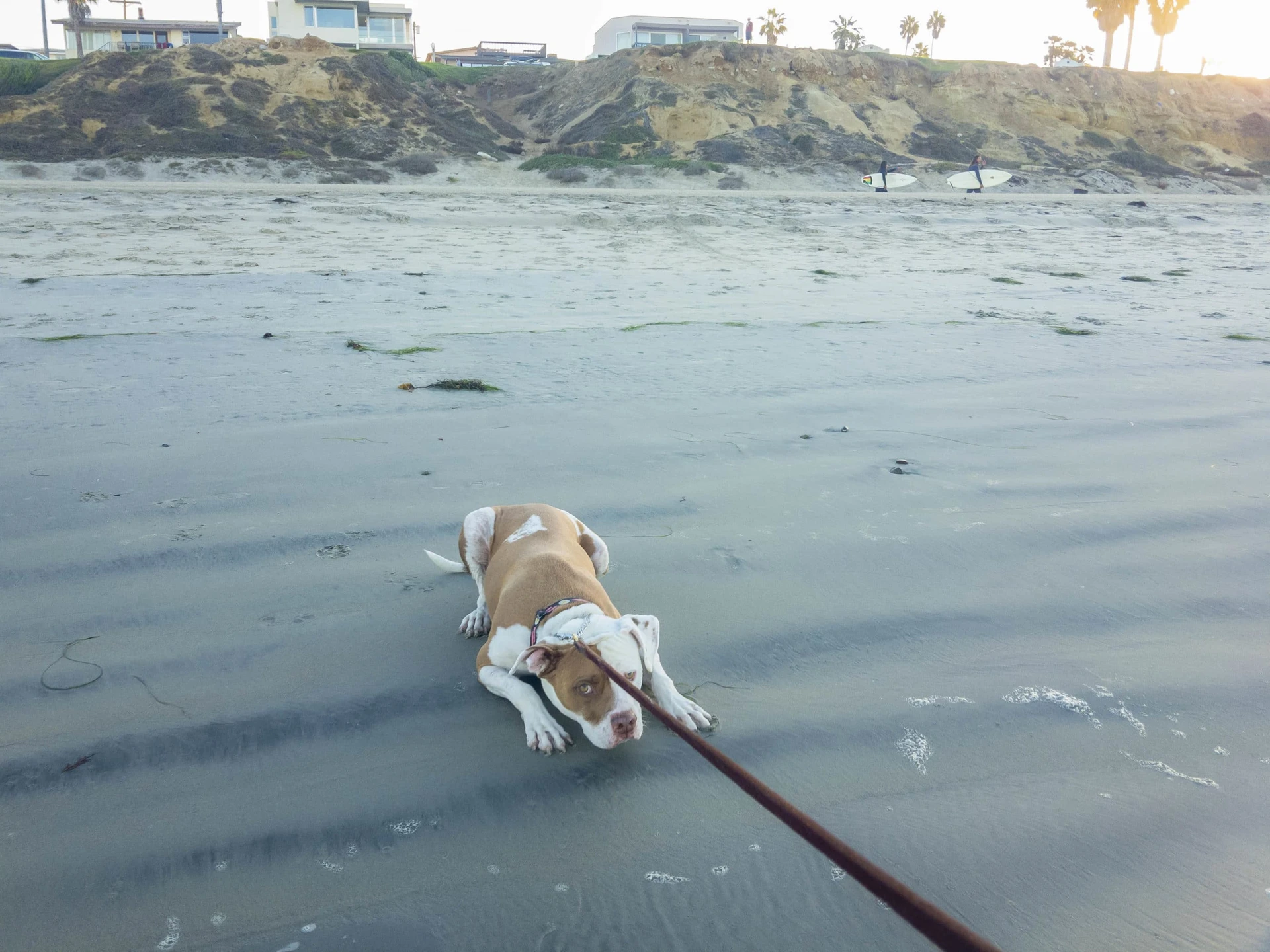 A dog at the beach in San Diego who is terrified of the ocean.