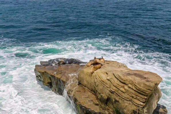 Sea lions sleep on a rock surrounded by rough ocean near La Jolla Cove.