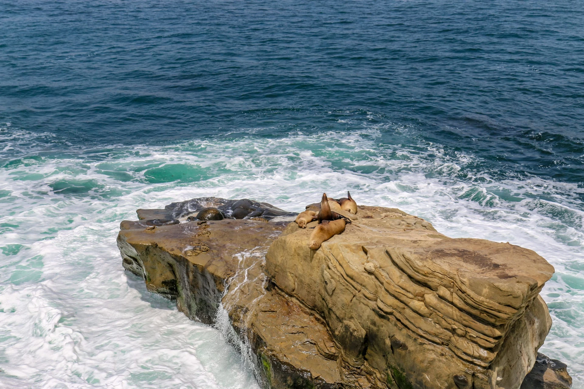 Sea lions sleep on a rock surrounded by rough ocean near La Jolla Cove.