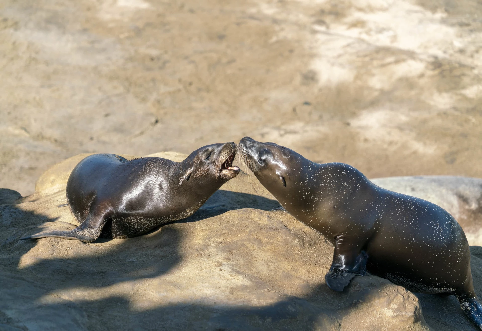 Two sea lions in La Jolla play with each other on the rocks.