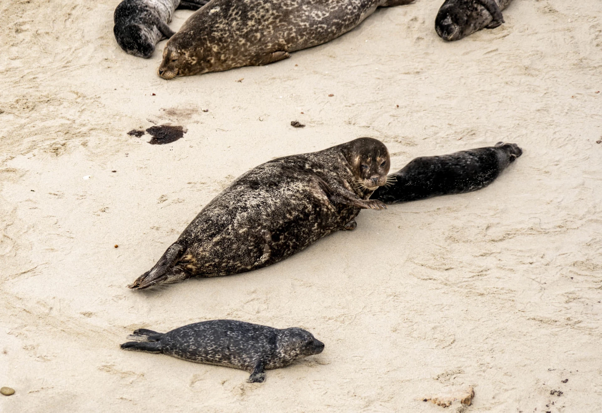 A mama harbor seal watches her pup on the sand at Children's Pool La Jolla.
