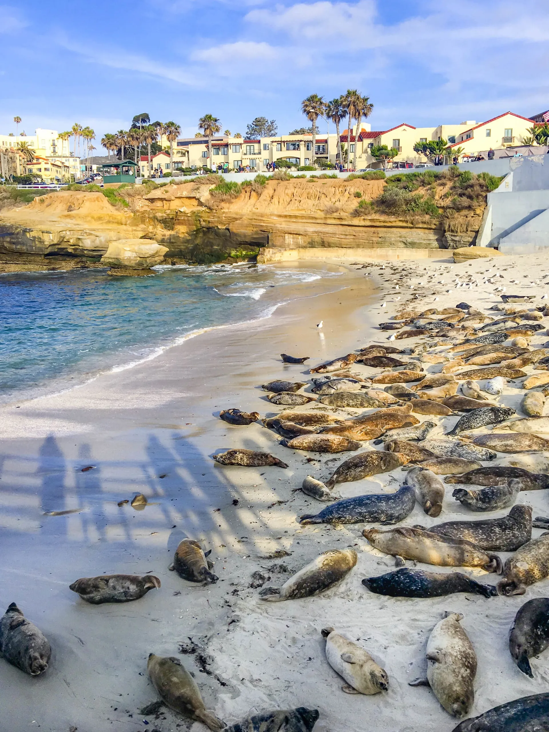 View of the seal pups and seals resting on the beach during pupping season from the Children's Pool seawall in La Jolla.