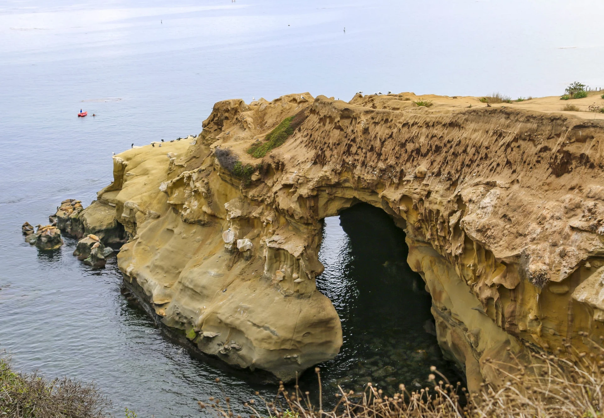 Sea lions huddle on the rocks near Clam's Cave in La Jolla.