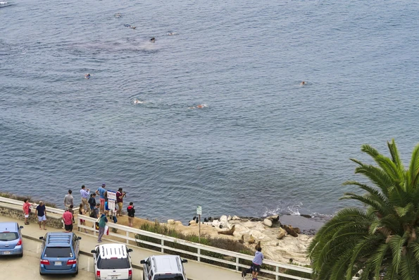 Aerial view of cars parked on Coast Blvd in La Jolla and people watching sea lions from the sidewalk.