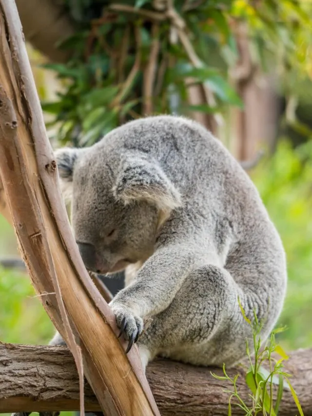A koala sleeps in a tree at San Diego Zoo.