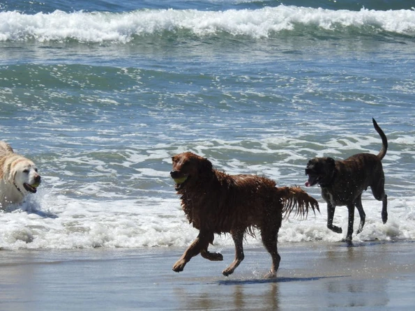 Dogs run in the ocean at Dog Beach in Ocean Beach.