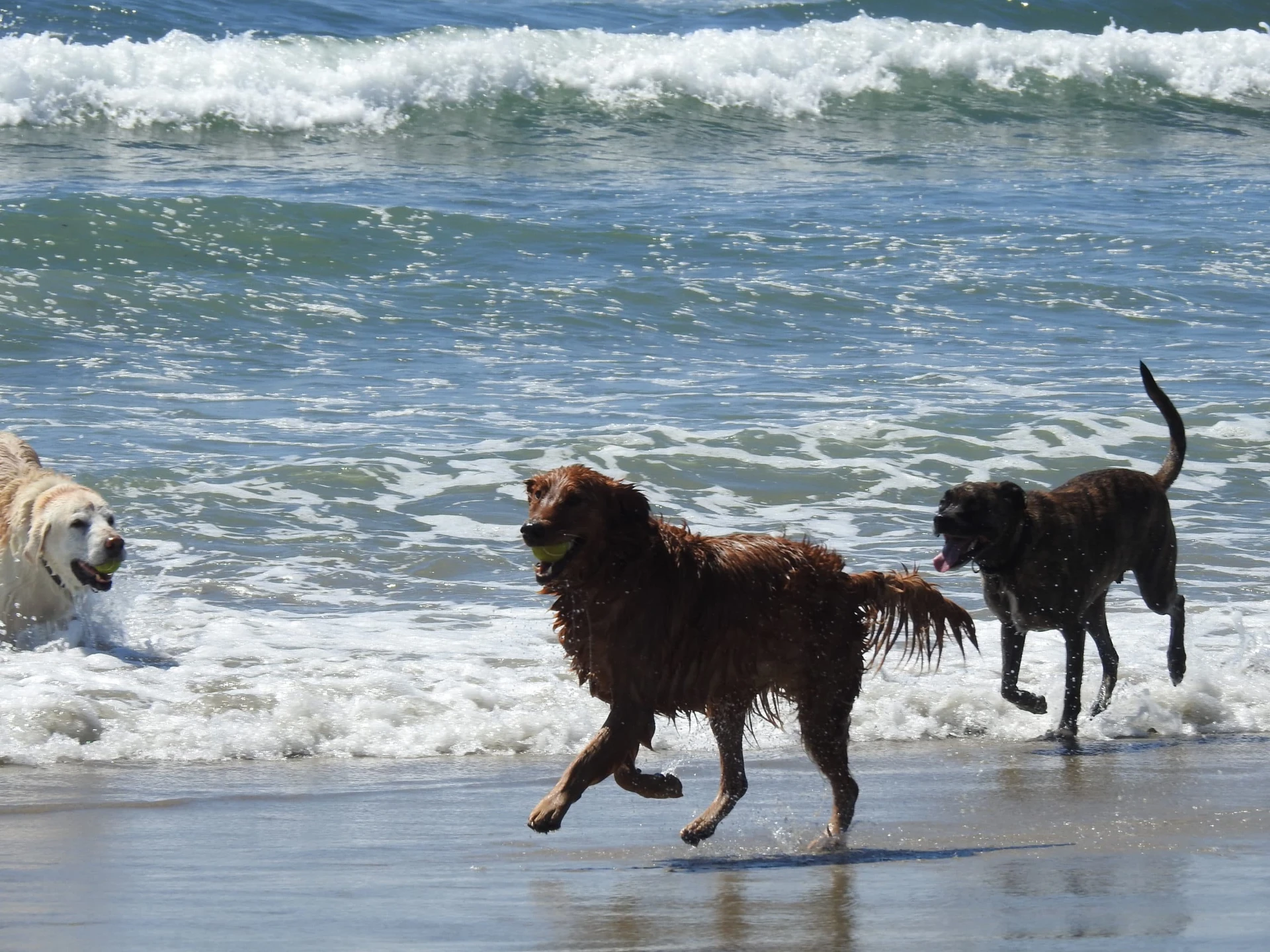 Dogs run near the water's edge at Ocean Beach Dog Beach