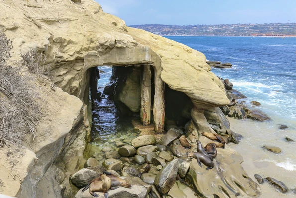 Sea lions rest on the rocks near the cave on the beach at La Jolla Cove San Diego.