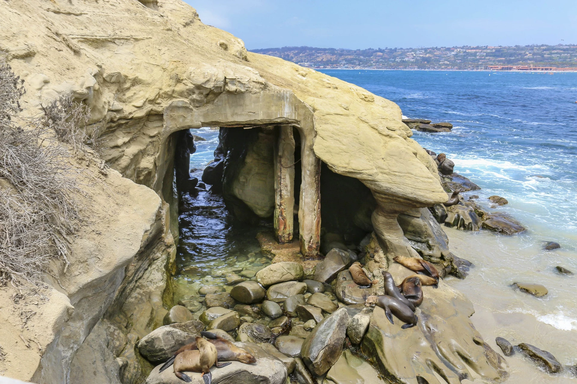 Sea lions rest on the rocks near the cave on the beach at La Jolla Cove San Diego.