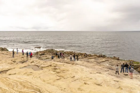 People standing on Point La Jolla, some too close to the sea lions.