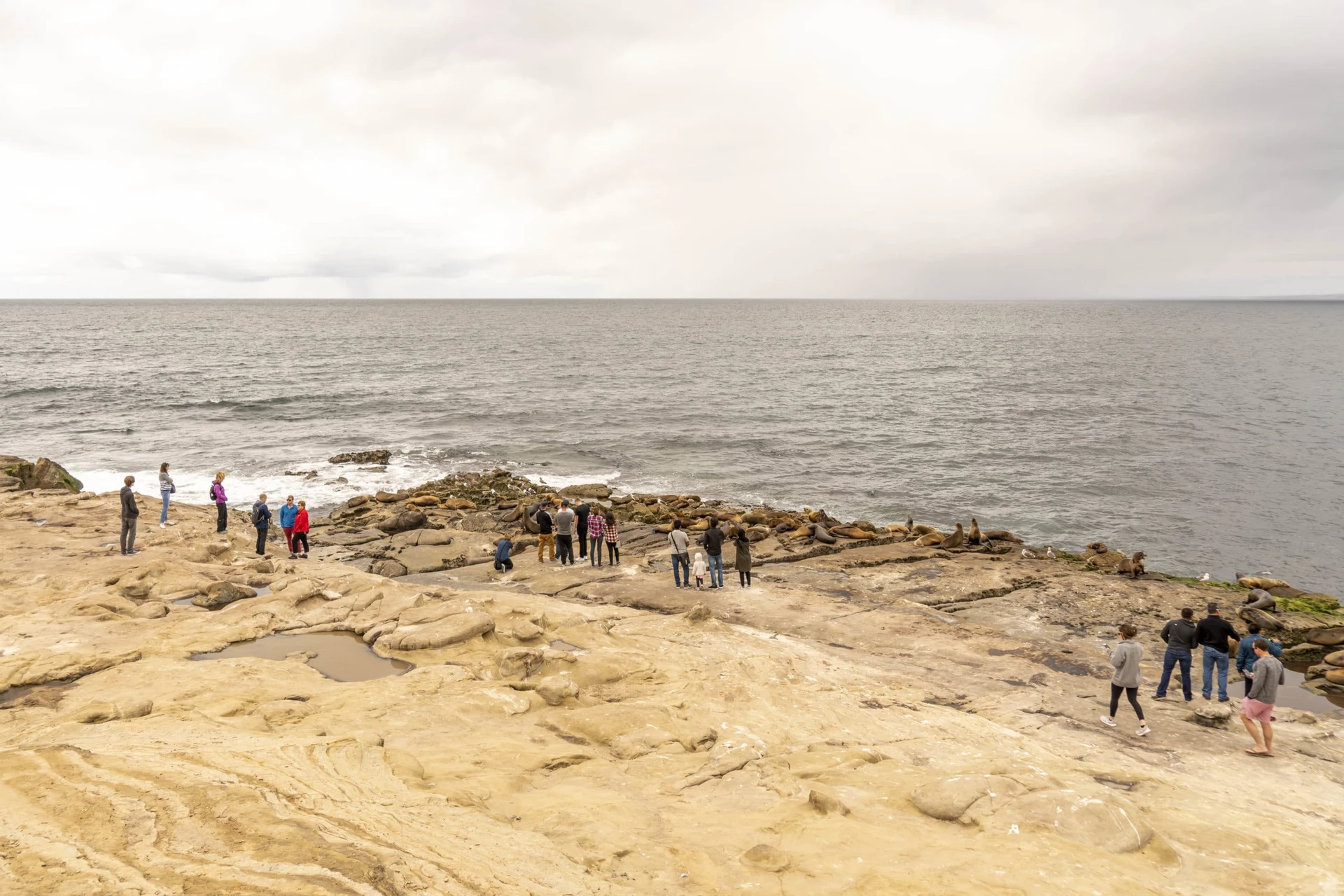 People standing on Point La Jolla, some too close to the sea lions.
