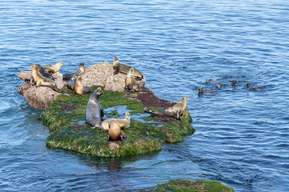 Sea lions play in the ocean and near rock islands that appear at low tide.