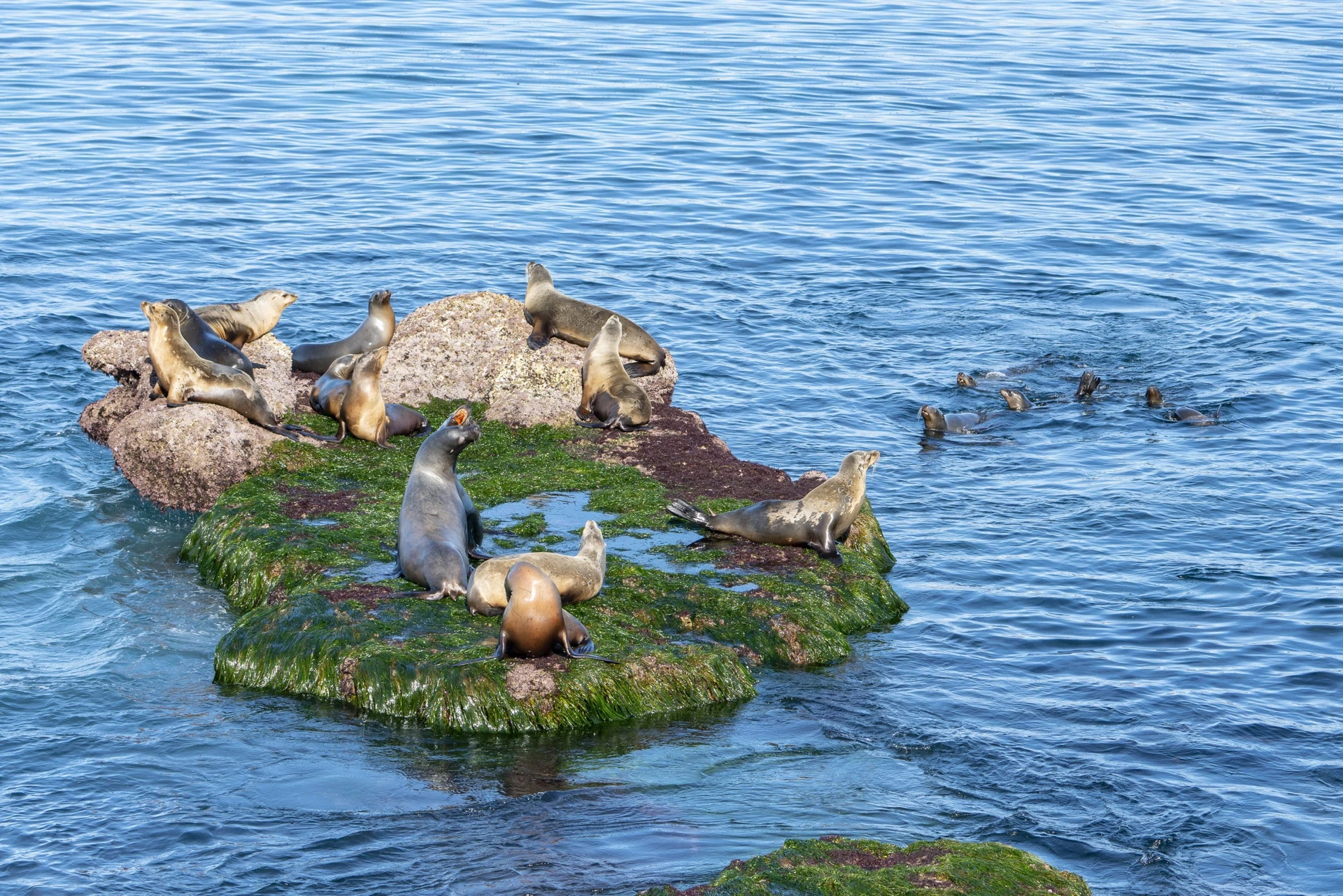 Sea lions on the rocks in La Jolla.