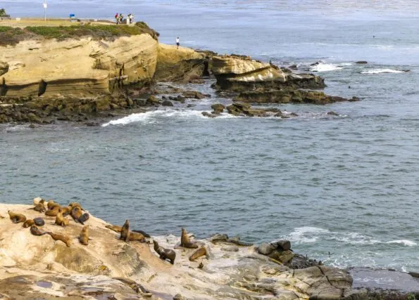 Sea lions on the north point of La Jolla Cove with ocean in the background.