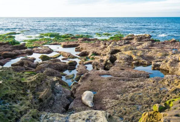 A lone sea lion sleeps amid gorgeous tide pools and sea grass exposed at low tide.