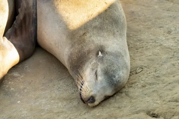 Close up of a sleeping La Jolla sea lion.